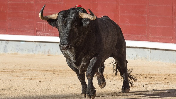 Historias: Toros y toreros en el pasado roldanense