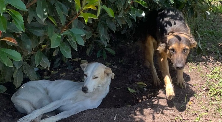 Desgarrador relato: «Mataron a mis perros para robarme»