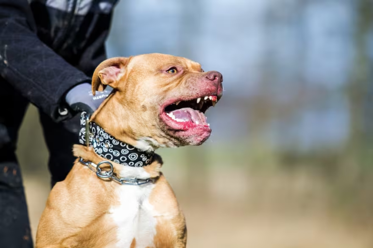 Otra vez pitbulls peligrosos: mordió a un niño en barrio Arrabal