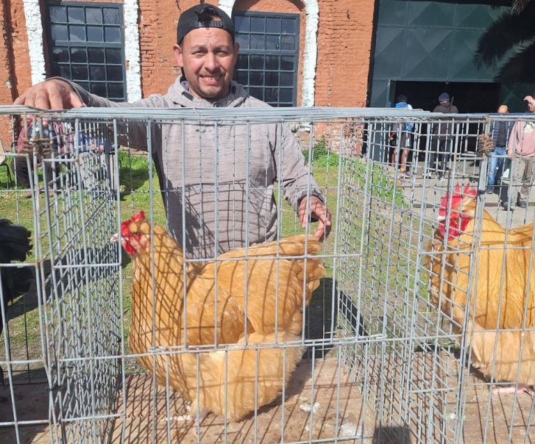 Nazareno Maldonado, el criador de gallinas de raza de San Jerónimo que conquista las exposiciones nacionales