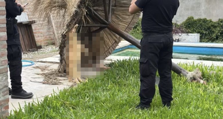 Conmoción en Ricardone: después del caso “Negrita”, apareció un gato muerto y cámaras inhibidas